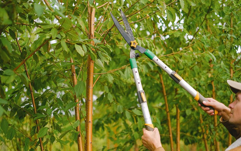 Tree trimming in Waynesville, MO
